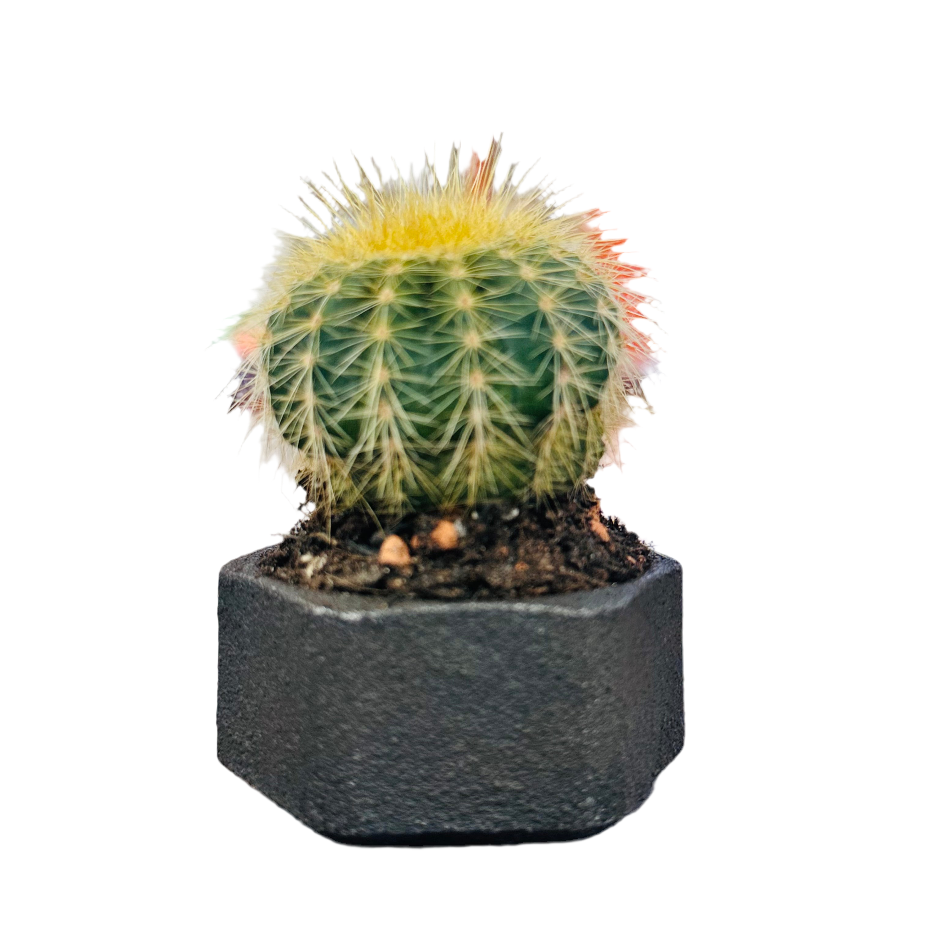 Kopper Kreation - Iron Planter - Large