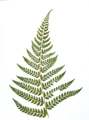 Card with a green fern leaf design on a white background, placed on a desk with stationery items.