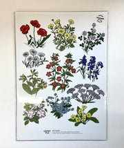 Clover Rua Irish Flowers Print A4