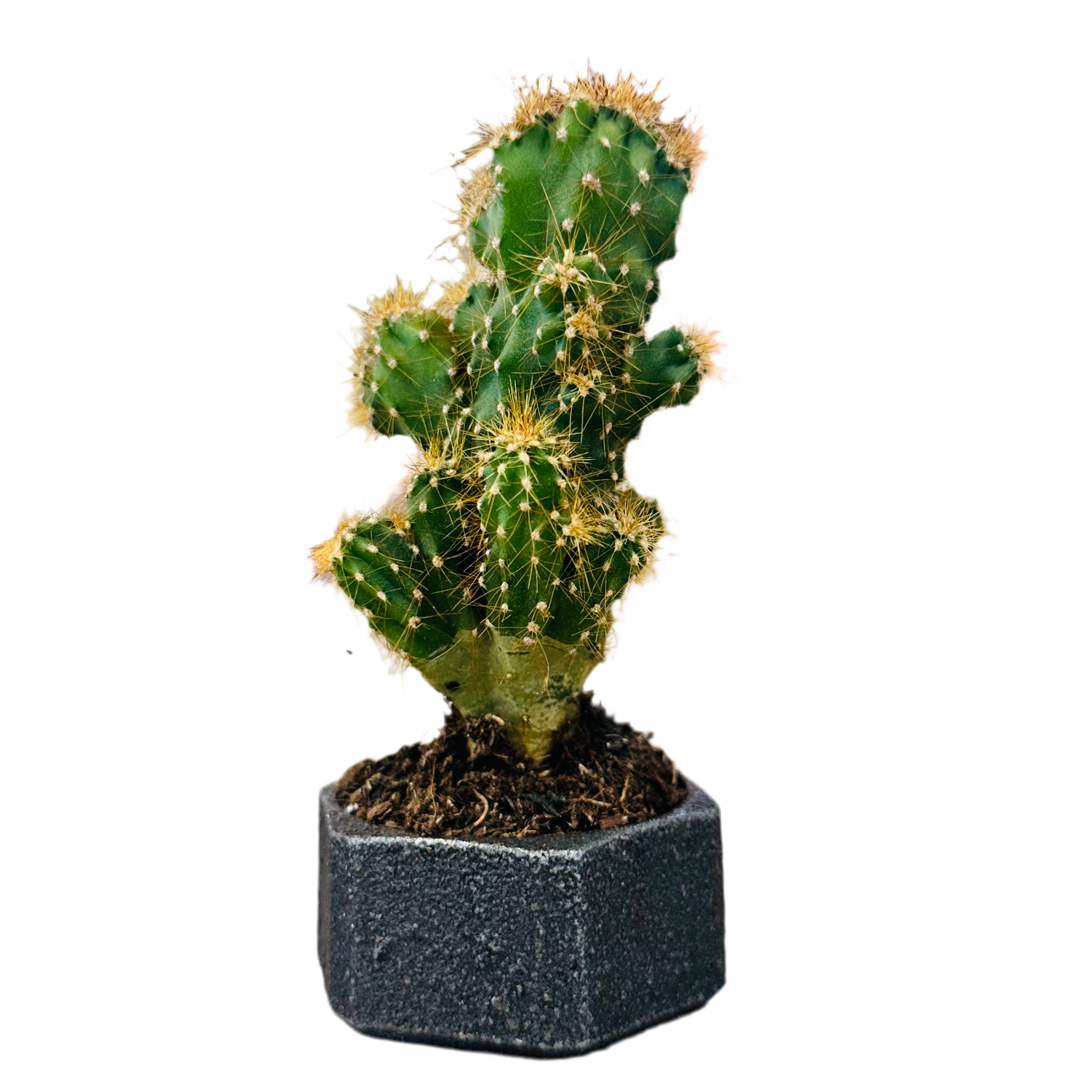 Kopper Kreation - Iron Planter - Large
