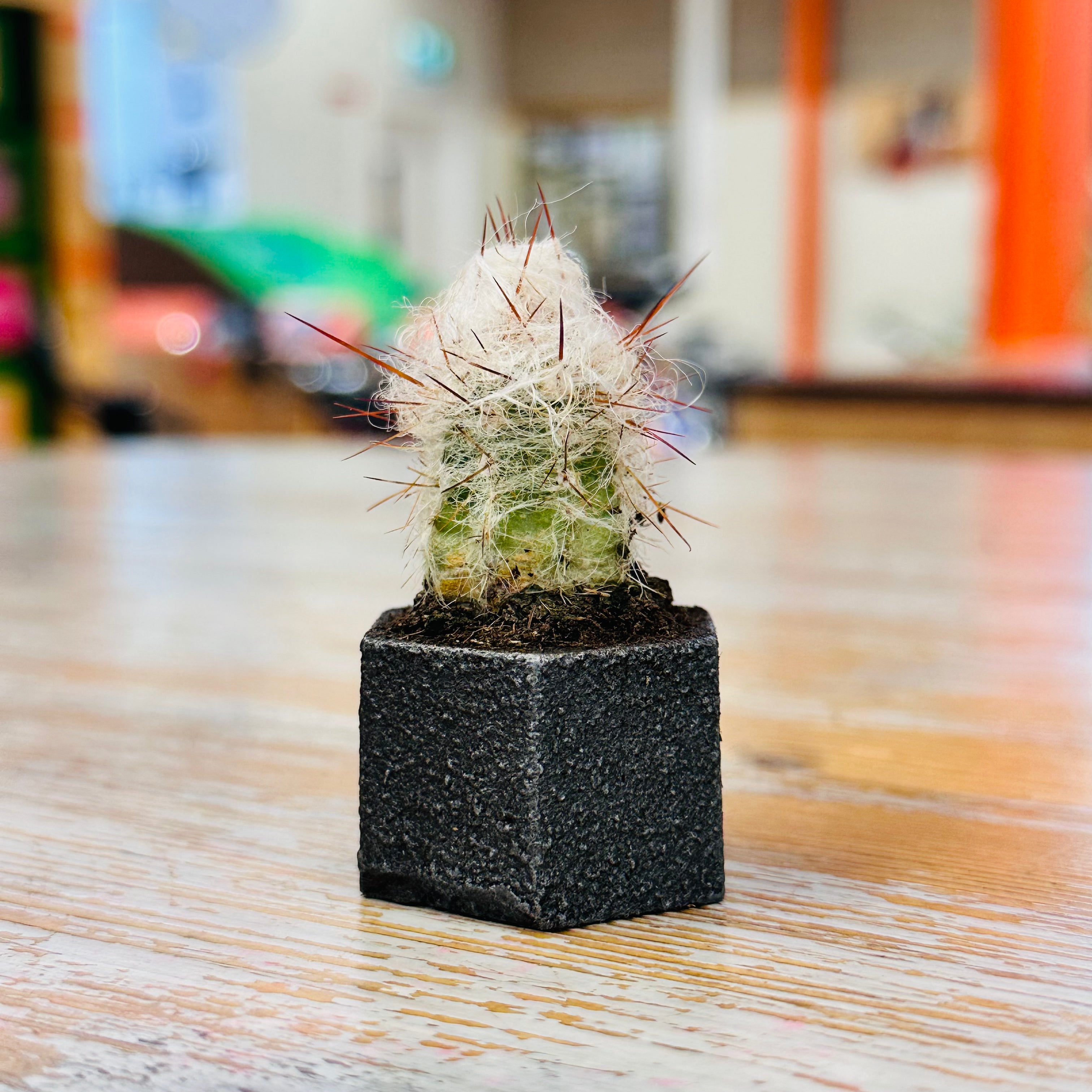 Kopper Kreation - Baby Iron Cactus Planter
