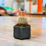 Kopper Kreation - Baby Iron Cactus Planter