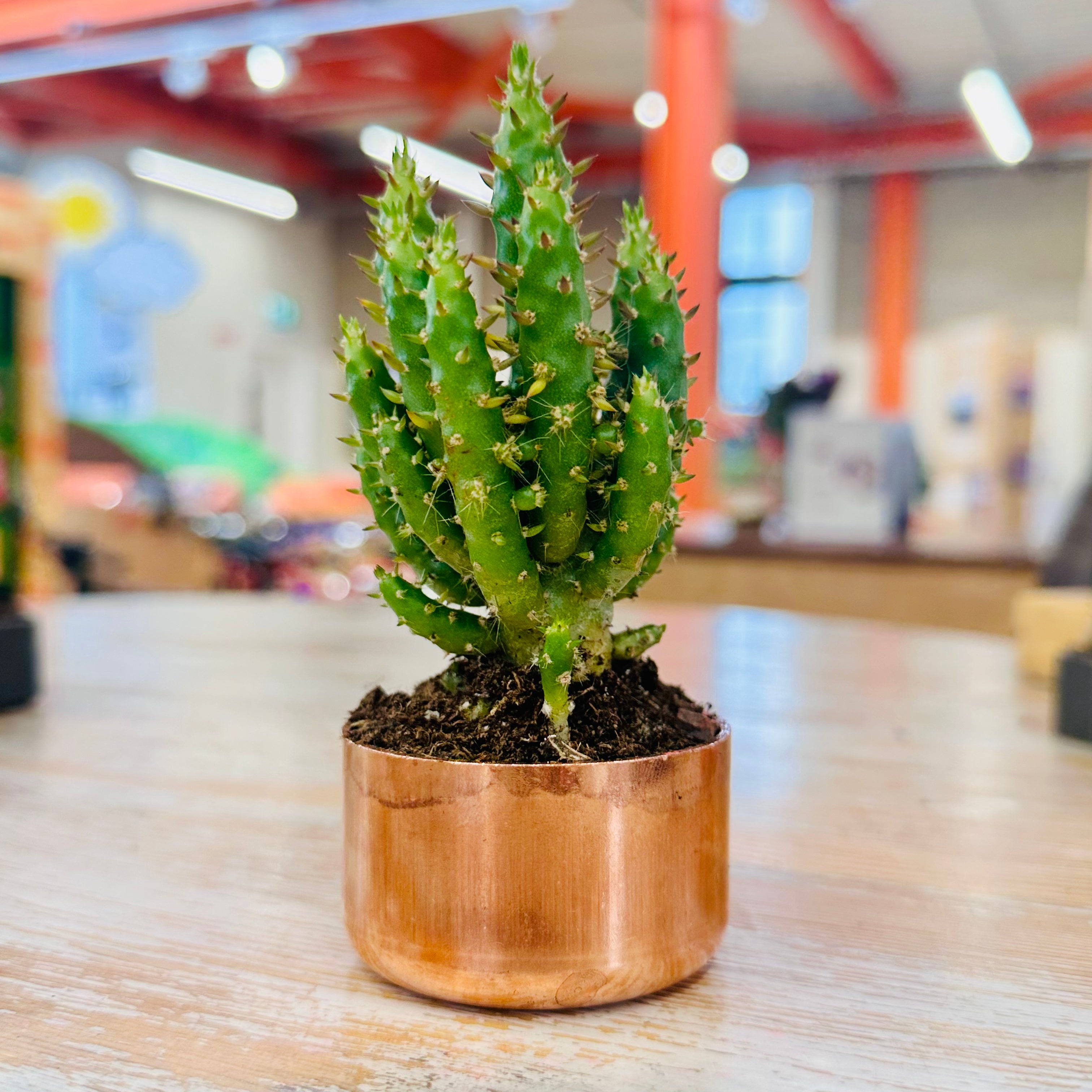 Kopper Kreation - Copper Cactus Planter - Large