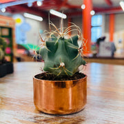 Kopper Kreation - Copper Cactus Planter - Large