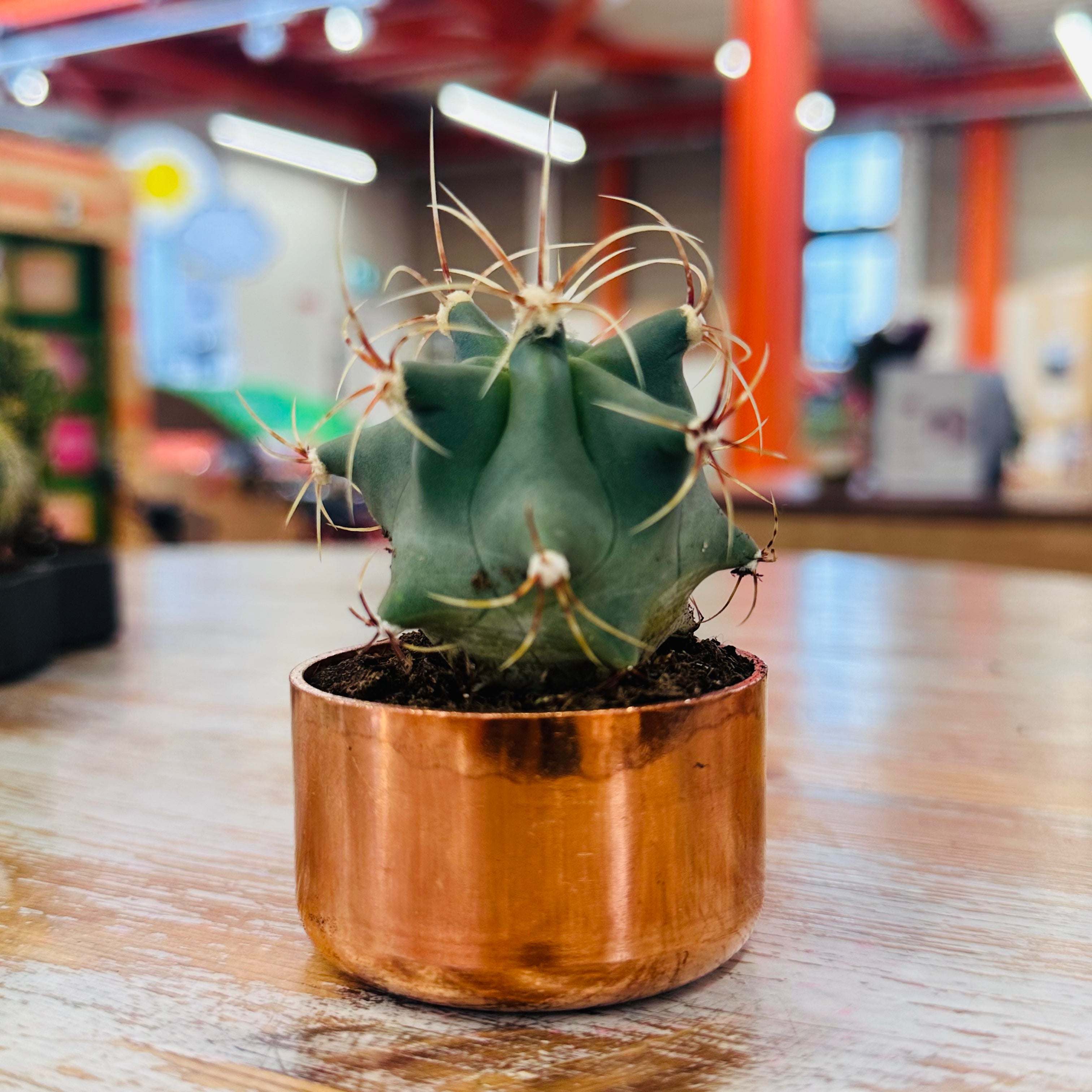 Kopper Kreation - Copper Cactus Planter - Large
