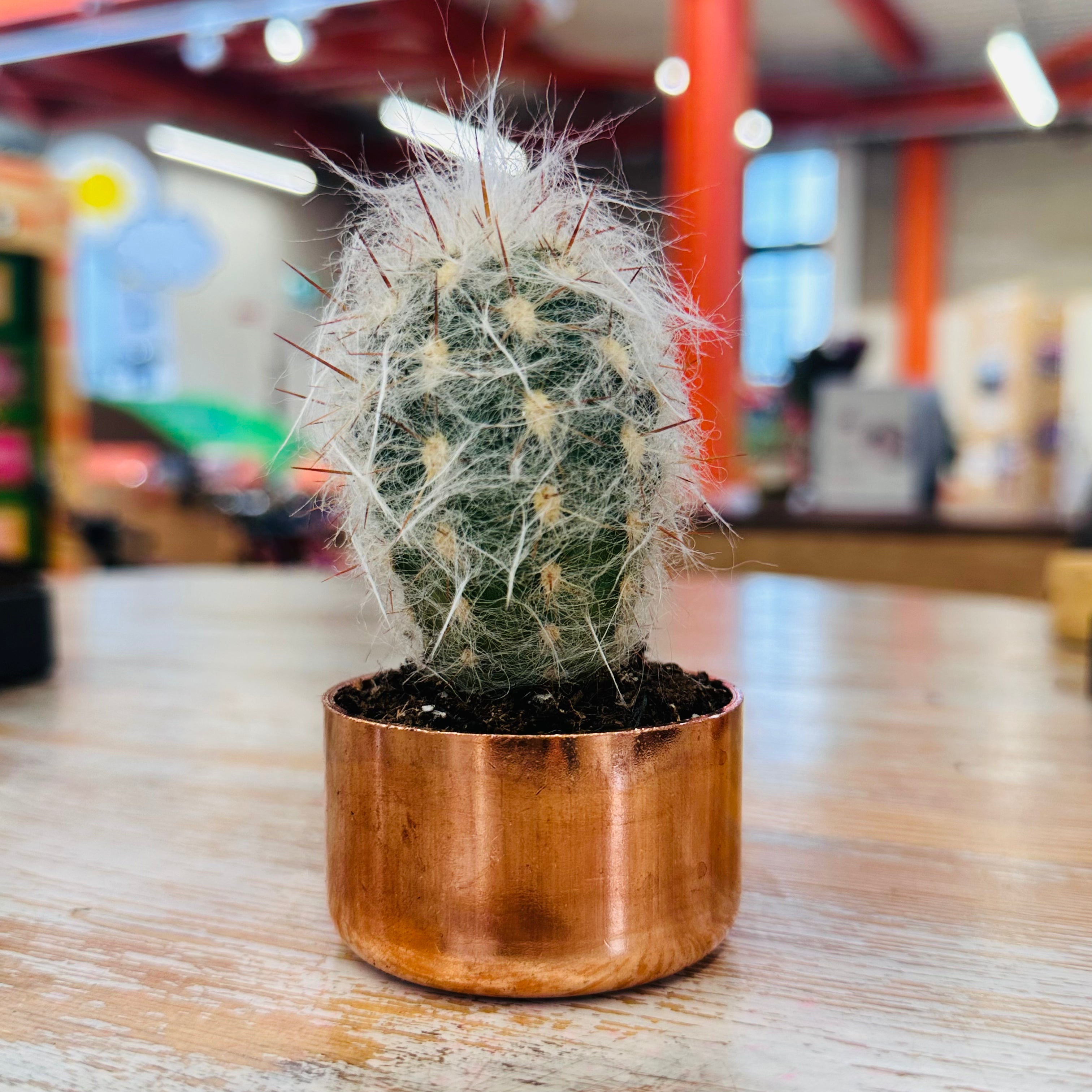 Kopper Kreation - Copper Cactus Planter - Large