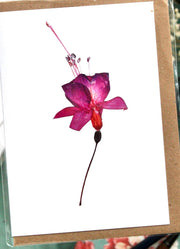 white card with a photo of a pressed fuschia