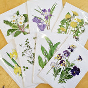 Jacinta Hughes Handdrawn Nature Cards
